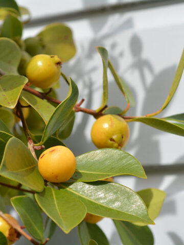 Lemon Guava Tree (psidium littorale)