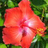 Hibiscus President Red Bush (h.rosa-sinensis)