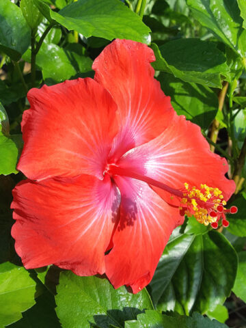 Hibiscus President Red Bush (h.rosa-sinensis)