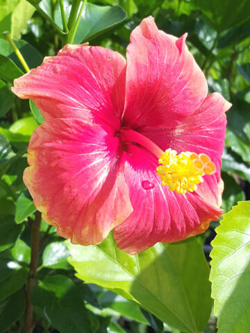 Hibiscus Red/Yellow Bush (h.rosa-sinensis)