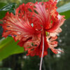 Coral Fringed Pendant Hibiscus Bush (h.rosa-schizopetalus)