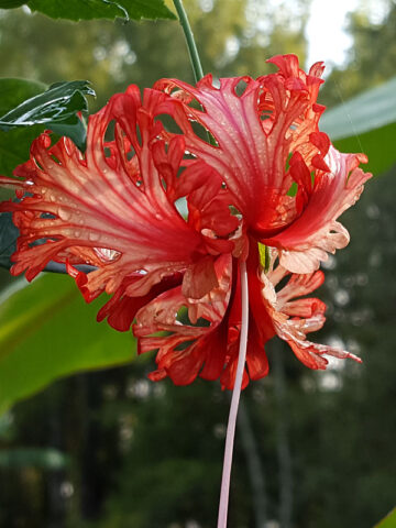 Coral Fringed Pendant Hibiscus Bush (h.rosa-schizopetalus)
