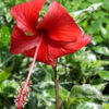 Hibiscus Snow Queen Tri-Color Bushes (h.rosa-sinensis)