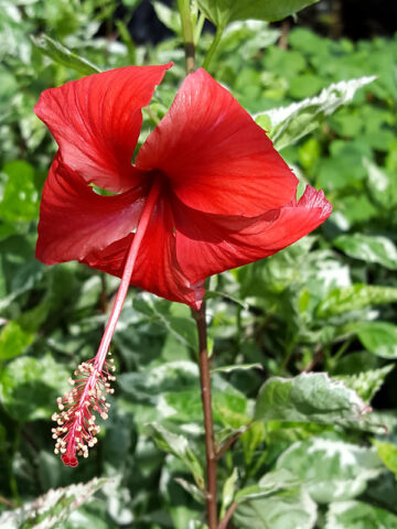 Hibiscus Snow Queen Tri-Color Bushes (h.rosa-sinensis)