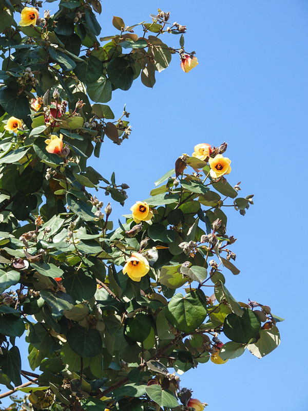 Huge Tropical Hibiscus Shrub (tiliaceus mahoe)