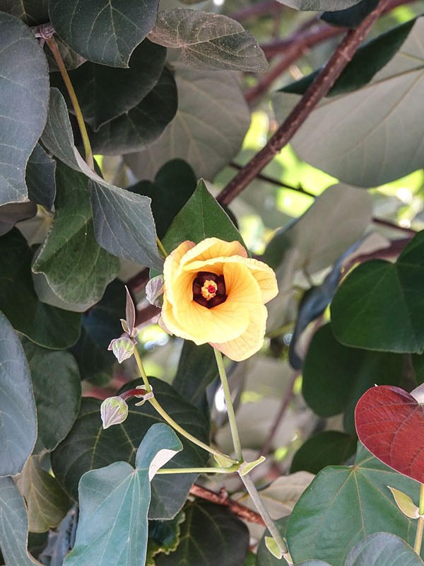 Huge Tropical Hibiscus Shrub (tiliaceus mahoe) - Image 2
