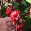 Roselle Tea Hibiscus Plant (hibiscus sabdariffa)