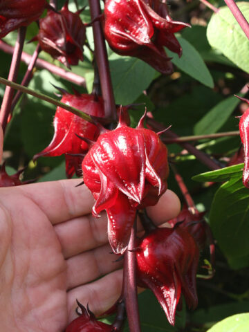 Roselle Tea Hibiscus Plant (hibiscus sabdariffa)