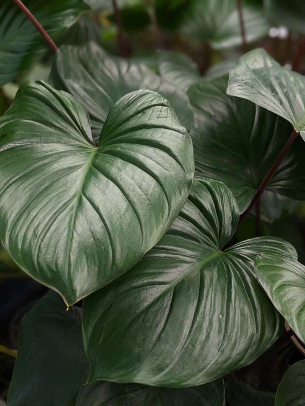 Lg. Homalomena Rubescens Jade Red Stem Elephant Ear Plant in 4” pot