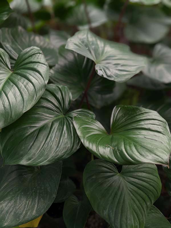 Lg. Homalomena Rubescens Jade Red Stem Elephant Ear Plant in 4” pot - Image 3