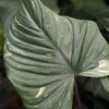Lg. Homalomena Rubescens Variegatata Elephant Ear Plant in 4” pot