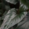 Lg. Homalomena Truncata Borneo Black Elephant Ear Plant in 4” pot