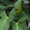 Lg. Homalomena Yanamonoensis Croat Elephant Ear Plant in 4” pot
