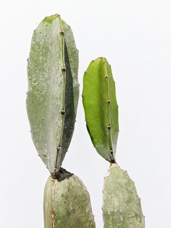 Bronxensis Blue Dragon Plant (hylocereus bronxensis)