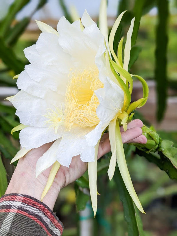 Thomson G2 Dragon Fruit Plant (hylocereus guatemalensis) - Image 4
