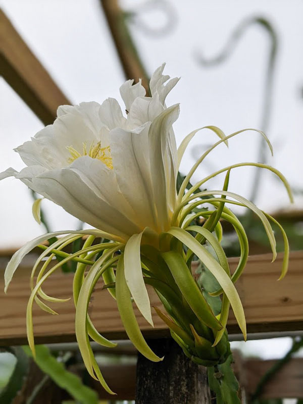 Thomson G2 Dragon Fruit Plant (hylocereus guatemalensis) - Image 5