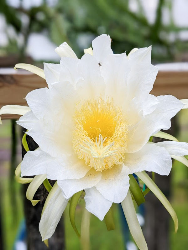 Thomson G2 Dragon Fruit Plant (hylocereus guatemalensis)