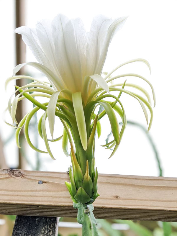 Thomson G2 Dragon Fruit Plant (hylocereus guatemalensis) - Image 3