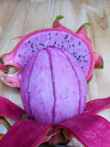 Dark Star Dragon Fruit Plant (hylocereus guatemalensis x undetus)