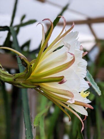 Alternative view of 8-S Dragon Fruit Plant (hylocereus polyrhizus)