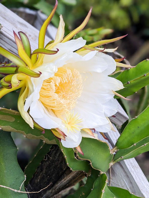 Orejona Dragon Fruit Plant (hylocereus polyrhizus) - Image 8