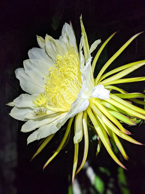 Orejona Dragon Fruit Plant (hylocereus polyrhizus) - Image 6