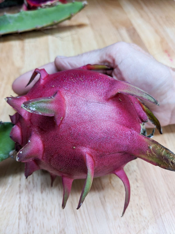Orejona Dragon Fruit Plant (hylocereus polyrhizus) - Image 4