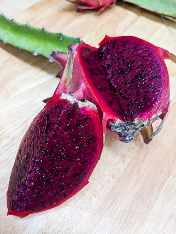 Orejona Dragon Fruit Plant (hylocereus polyrhizus) - Image 3