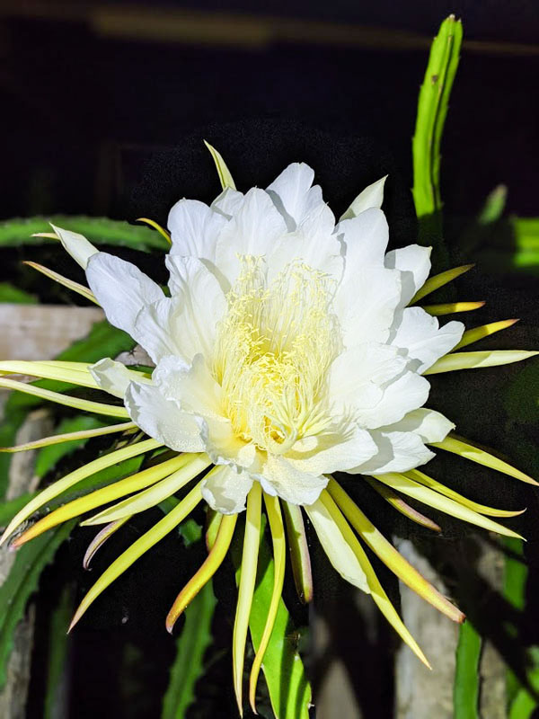 Red Jaina Dragon Fruit Plant (hylocereus polyrhizus) - Image 7