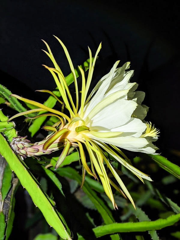 Red Jaina Dragon Fruit Plant (hylocereus polyrhizus) - Image 6