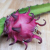 Red Jaina Dragon Fruit Plant (hylocereus polyrhizus)