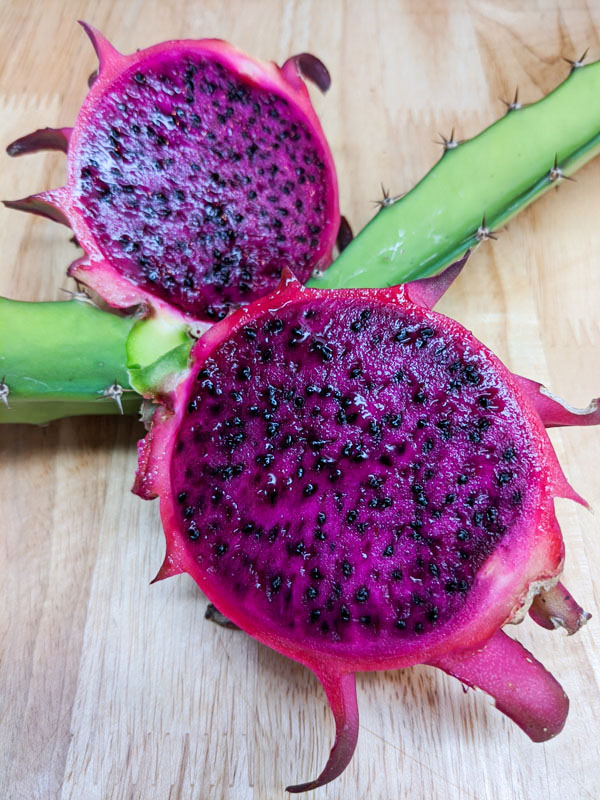 Red Jaina Dragon Fruit Plant (hylocereus polyrhizus) - Image 3