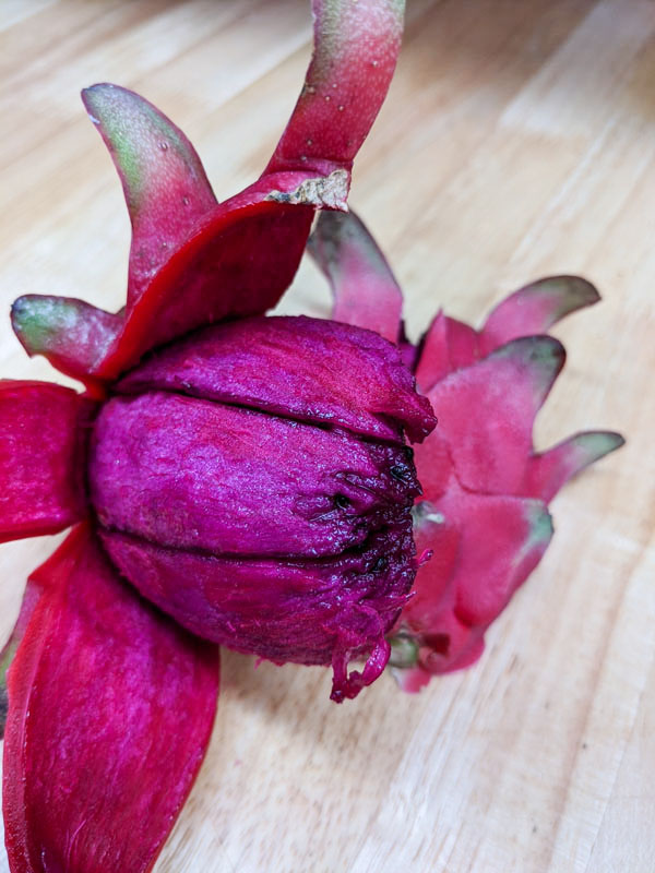 Red Jaina Dragon Fruit Plant (hylocereus polyrhizus) - Image 2