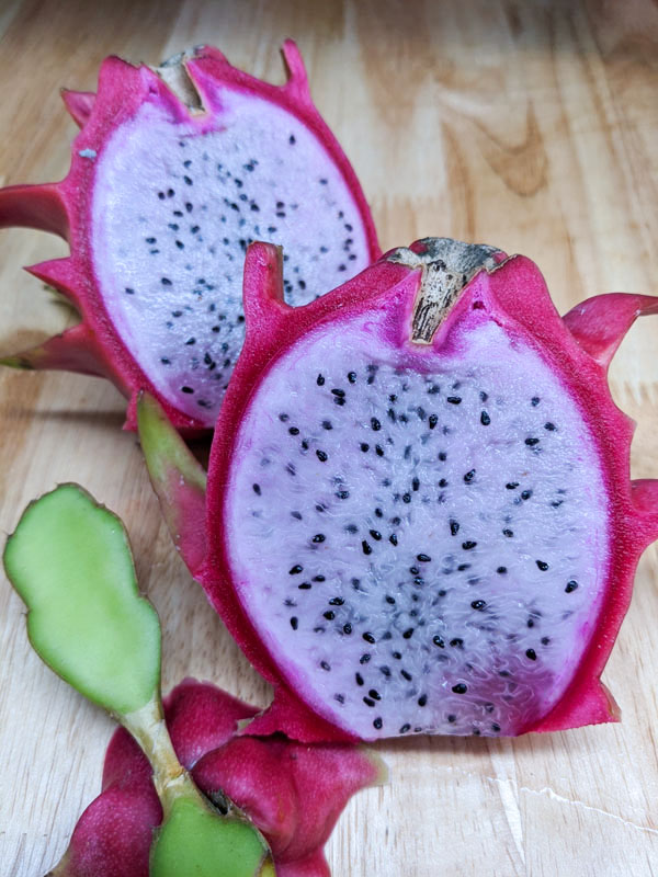 Lite Pink Dragon Fruit Plant (hylocereus polyrhizus) - Image 3