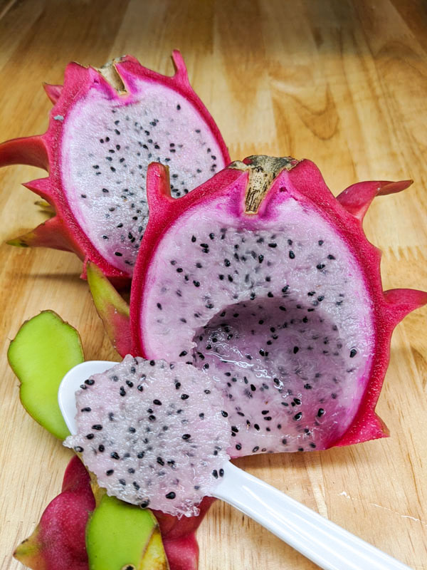 Lite Pink Dragon Fruit Plant (hylocereus polyrhizus)
