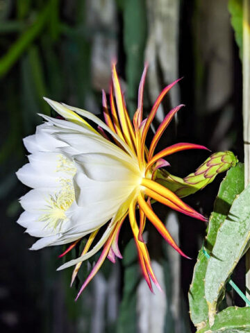 Santa Barbara Red Dragon Fruit Plant (hylocereus polyrhizus x undatus)