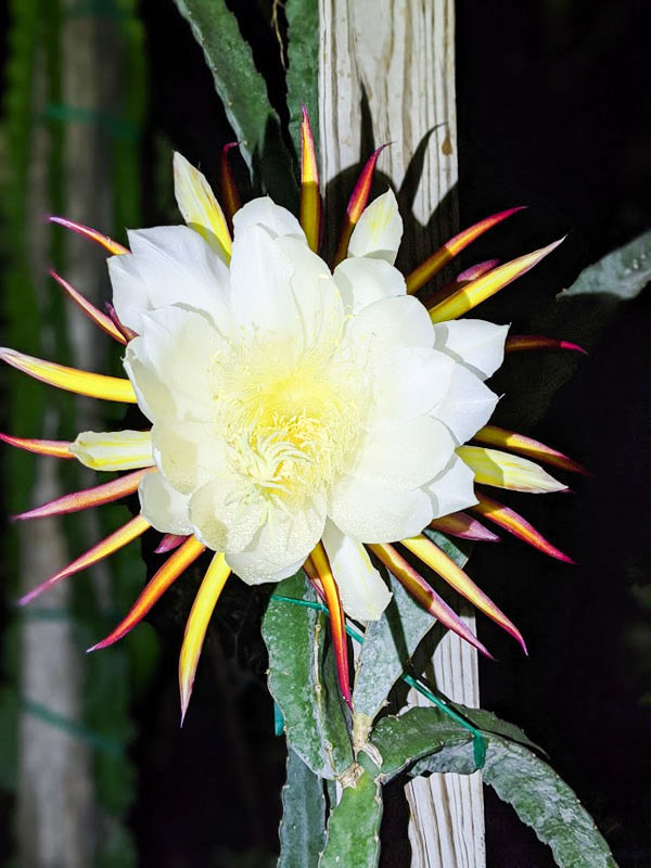 Santa Barbara Red Dragon Fruit Plant (hylocereus polyrhizus x undatus) - Image 4