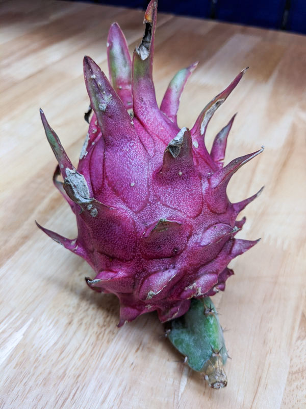 Vivid Purpurea Dragon Fruit Plant (hylocereus polyrhizus x undatus) - Image 2