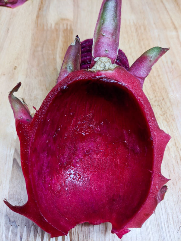 Vivid Purpurea Dragon Fruit Plant (hylocereus polyrhizus x undatus) - Image 4