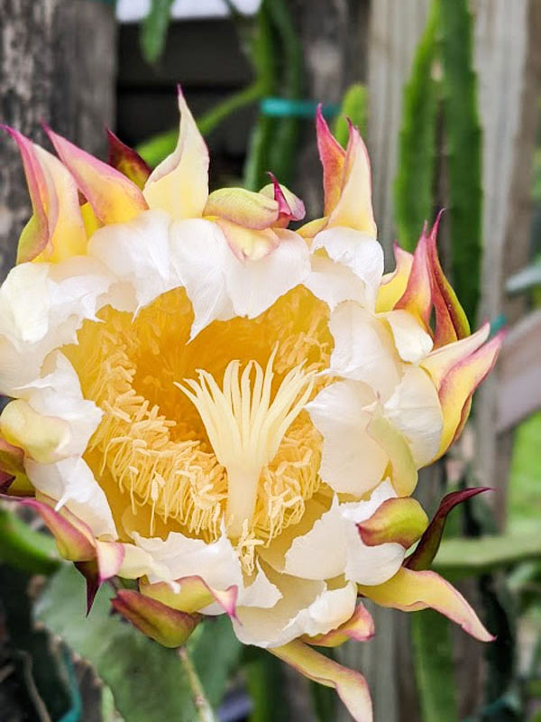 Zamorano Dragon Fruit Plant (hylocereus polyrhizus) - Image 10