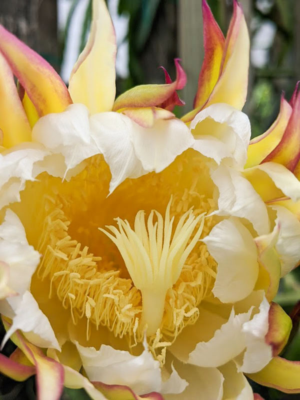 Zamorano Dragon Fruit Plant (hylocereus polyrhizus) - Image 9