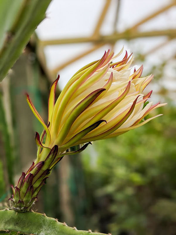 Zamorano Dragon Fruit Plant (hylocereus polyrhizus) - Image 8