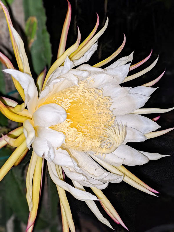 Zamorano Dragon Fruit Plant (hylocereus polyrhizus) - Image 6