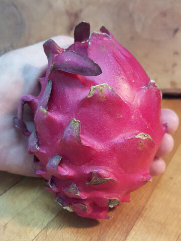 Alternative view of Zamorano Dragon Fruit Plant (hylocereus polyrhizus)