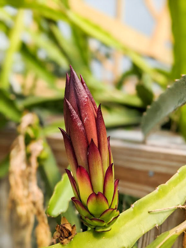 Bruni Green Dragon Fruit Plant (hylocereus stenopterus) - Image 5