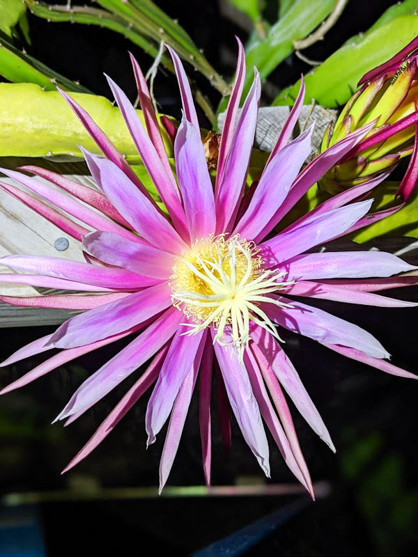 Bruni Green Dragon Fruit Plant (hylocereus stenopterus) - Image 4