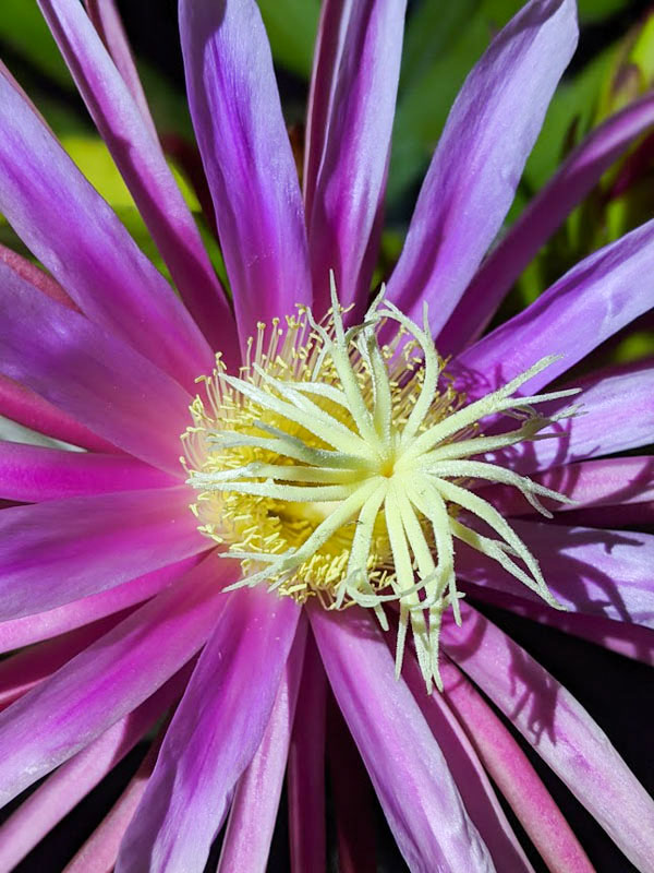 Bruni Green Dragon Fruit Plant (hylocereus stenopterus) - Image 3