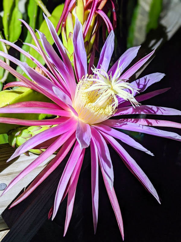 Bruni Green Dragon Fruit Plant (hylocereus stenopterus)