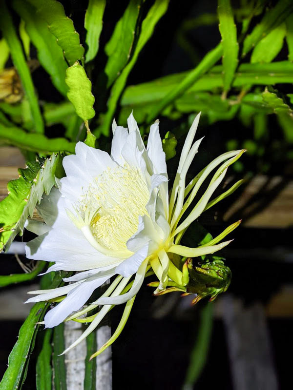 Sweet Delight Dragon Fruit Plant (hylocereus undetus x guatemalensis) - Image 7