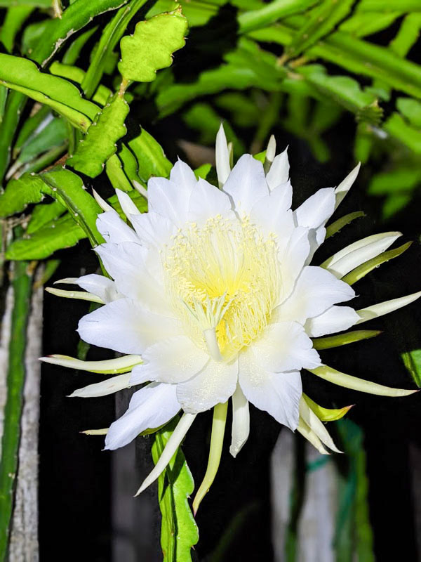 Sweet Delight Dragon Fruit Plant (hylocereus undetus x guatemalensis) - Image 8